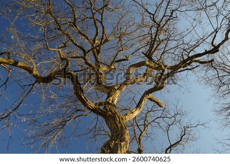 Tree with numerous branches and ramifications in front of a dark blue sky in the March sun in the center of Bielefeld, North Rhine-Westphalia, Germany
