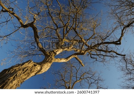 Tree with numerous branches and ramifications in front of a dark blue sky in the March sun in the center of Bielefeld, North Rhine-Westphalia, Germany