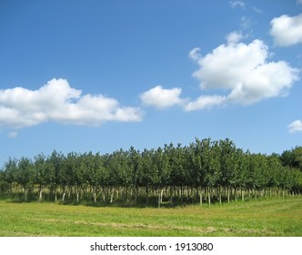 Tree nursery in late summer