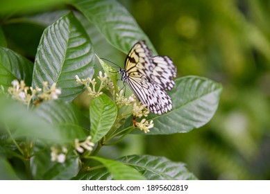 Tree Nymph Butterflies At Florida Museum Of Natural History Butterfly Garden In Gainesville, Florida. 