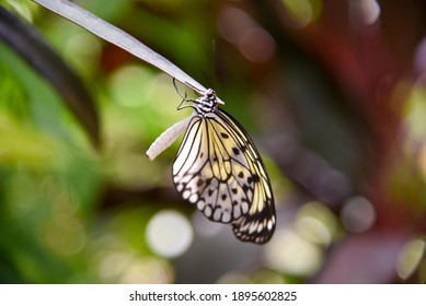 Tree Nymph Butterflies At Florida Museum Of Natural History Butterfly Garden In Gainesville, Florida. 