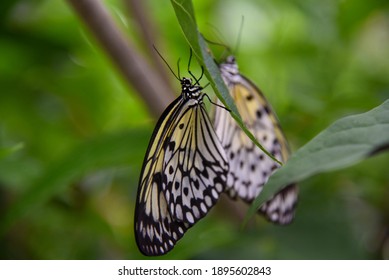 Tree Nymph Butterflies At Florida Museum Of Natural History Butterfly Garden In Gainesville, Florida. 