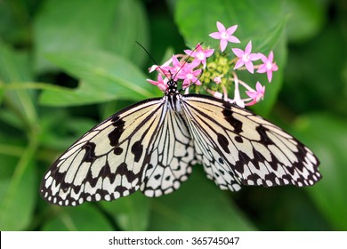 Tree Nymph Butterfly