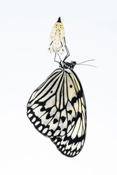 "Tree Nymph Butterfly" After Emergence.