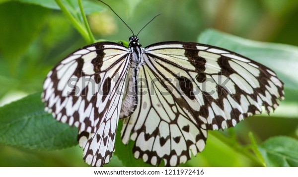 Tree Nymph Butterfly Isolated Black White Stock Photo Edit Now