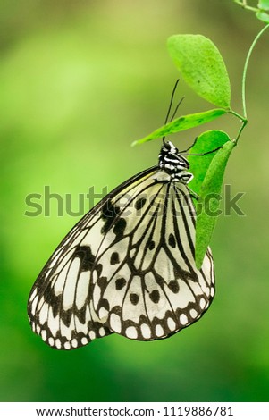 Similar – baumnymphe Schmetterling