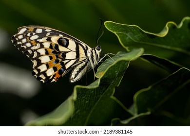 A Tree Nymph Butterfly Rests On A Leaf. 