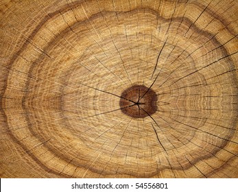 Tree  Oak  Cut