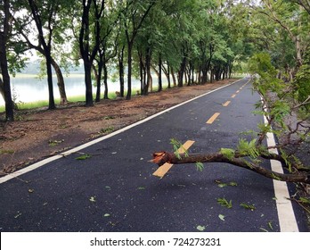 Tree And Obstacle Fallen On The Road