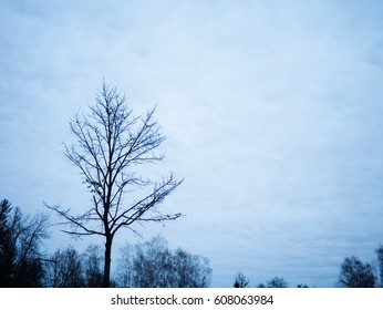 Tree On Background Dark Creepy Elements Stock Photo 608063984 ...