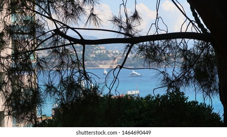 tree on the background of the Mediterranean
