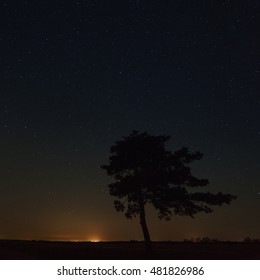 Tree On A Background Of The Starry Sky. City Street Lights On The Horizon. Night Landscape.