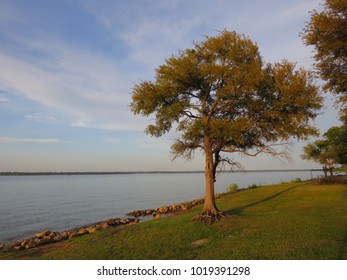 Tree On The Bank Of Lake Texoma Red River Valley At Sunset