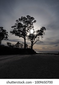 Tree on the beach 