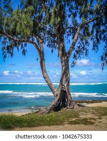 Tree on Beach