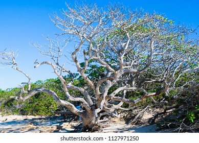 Tree on the Beach