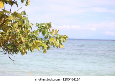TREE ON THE BEACH