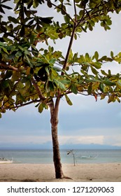Tree on a beach