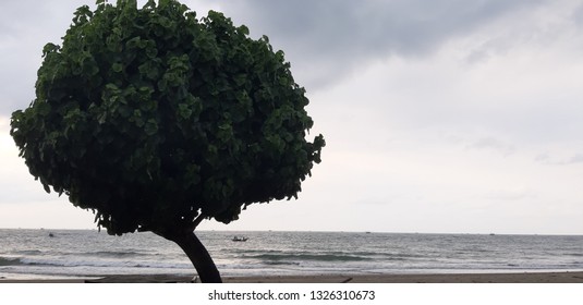 tree on beach