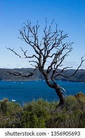 tree on the beach