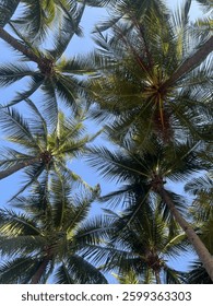 tree on the beach ต้นมะพร้าวริมทะเล