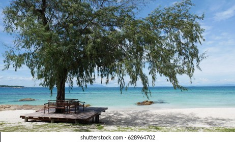 Tree on the Beach