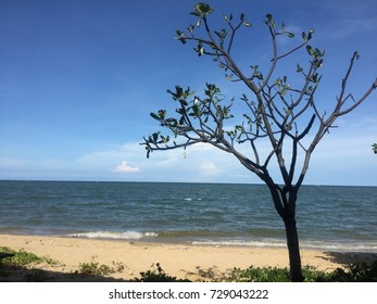 Tree on the beach