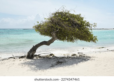 Tree on the beach.
An Divi Divi tree on the Eagle Breach on the Island of Aruba. 
