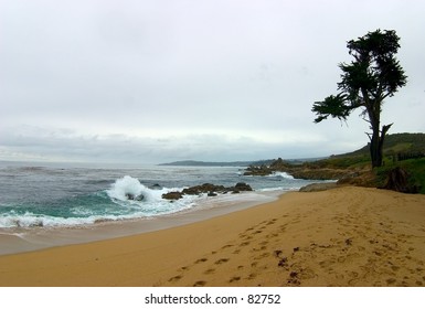 Tree On A Beach Near Carmel, CA