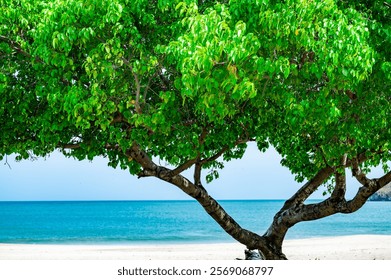 Tree is on the beach with the ocean in the background. The tree is green and has a trunk that is bent