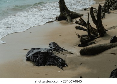 tree on the beach waves on the beach blue sea water rocks in the sea waves on the beach