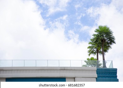Tree on a building
