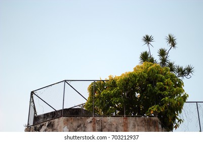 Tree on building
