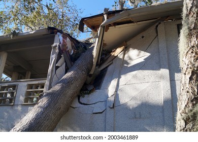 Tree On Building Roof And Damage From Hurricane Tropical Storm