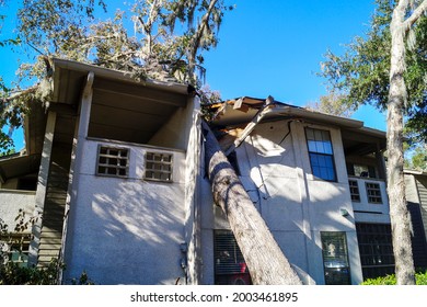 Tree On Building Roof And Damage From Hurricane Tropical Storm