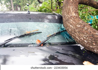 Tree On A Car After Hurricane (damaged Car)