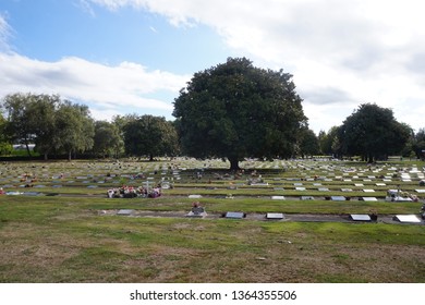 the tree on the cementery