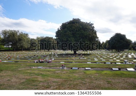 the tree on the cementery