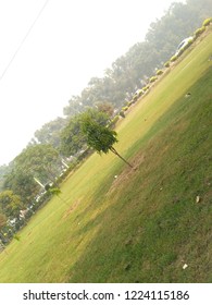 tree on the centre 