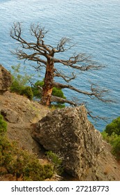 tree on the cliff