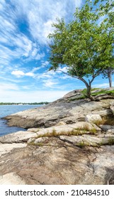 Tree On The Coast Of Connecticut