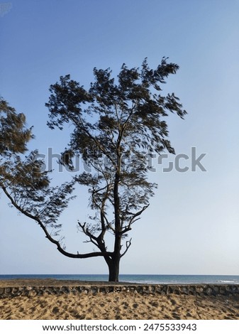 Similar – Strauch mit Booten und Bäumen vor abendlichem Ostseehorizont