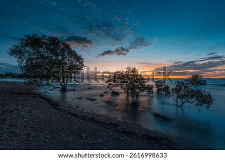 Tree on the coastline of Mindil Beach at sunset time, Darwin, Australia.