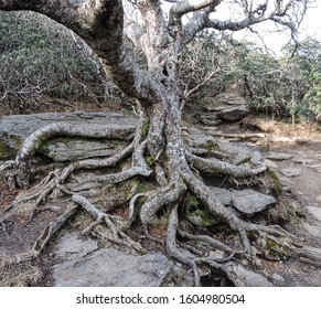 Tree On Craggy Pinnacle Trail, North Carolina