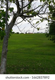 Tree on edge of field 