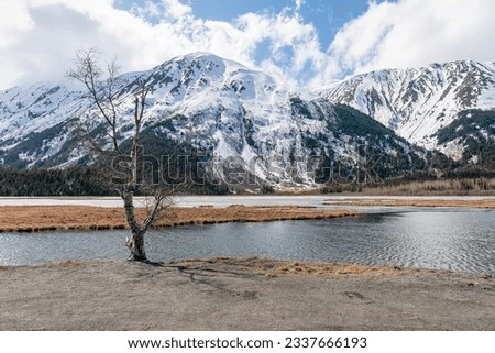 Tree on the edge of Tern Lake at the intersection of the Seward and Sterling highways, Alaska, USA
