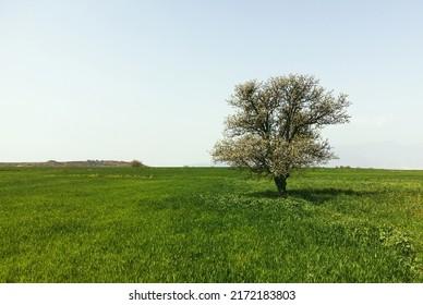A tree on the grass.