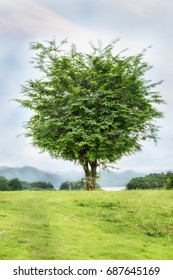 Tree on grass on mountain background