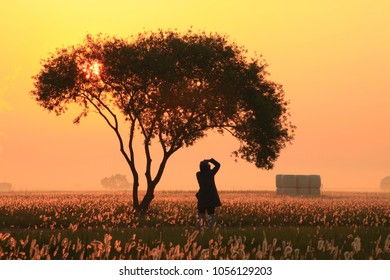 tree on grass in sunset 