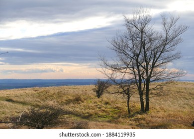 Tree on a grassy hillside, Pálava hills, bright, warm summer day in nature, Palava, CZ
